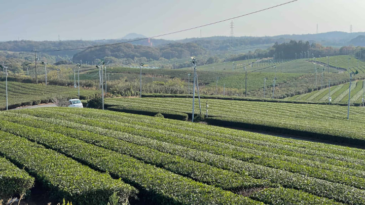 藤河内茶園, 茶畑, お茶, 茶, 緑茶, 日本茶, 茶葉, 茶園, 宇部市, 宇部, 山口県, 山口, 日本