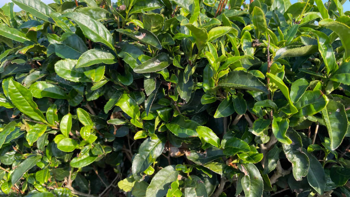 藤河内茶園, 茶畑, お茶, 茶, 緑茶, 日本茶, 茶葉, 茶園, 宇部市, 宇部, 山口県, 山口, 日本
