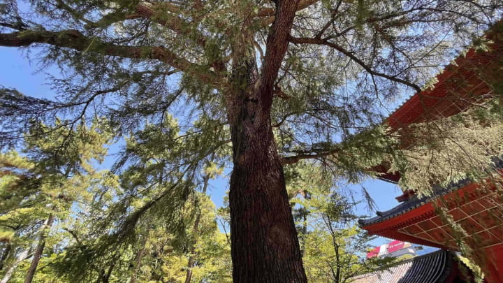 三縁山広度院増上寺, 増上寺, 寺, 仏教, 東京都, 東京, 日本