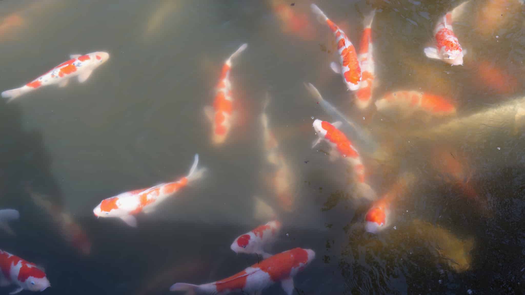 栗林公園, 栗林, 公園, 日本庭園, 庭園, 香川県, 香川, 高松市, 高松, 日本, 観光, 日本旅, 旅